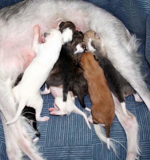 Puppy pile
